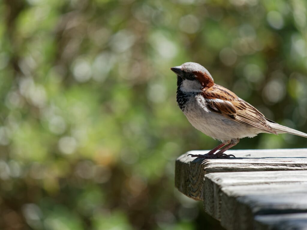 accueillir les moineaux au jardin