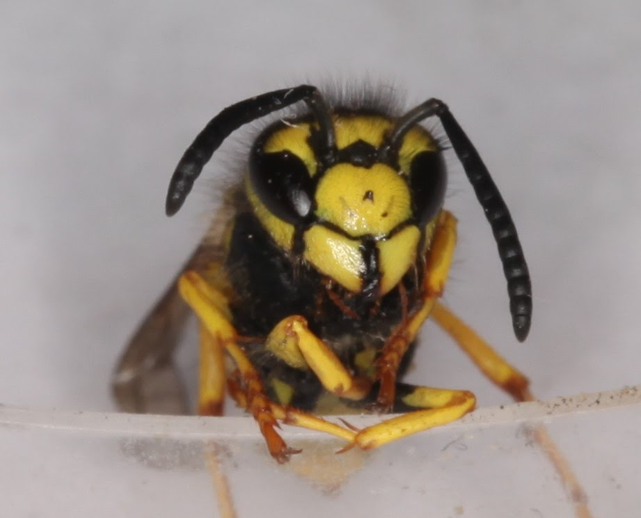 Conférence sur les abeilles, bourdons...